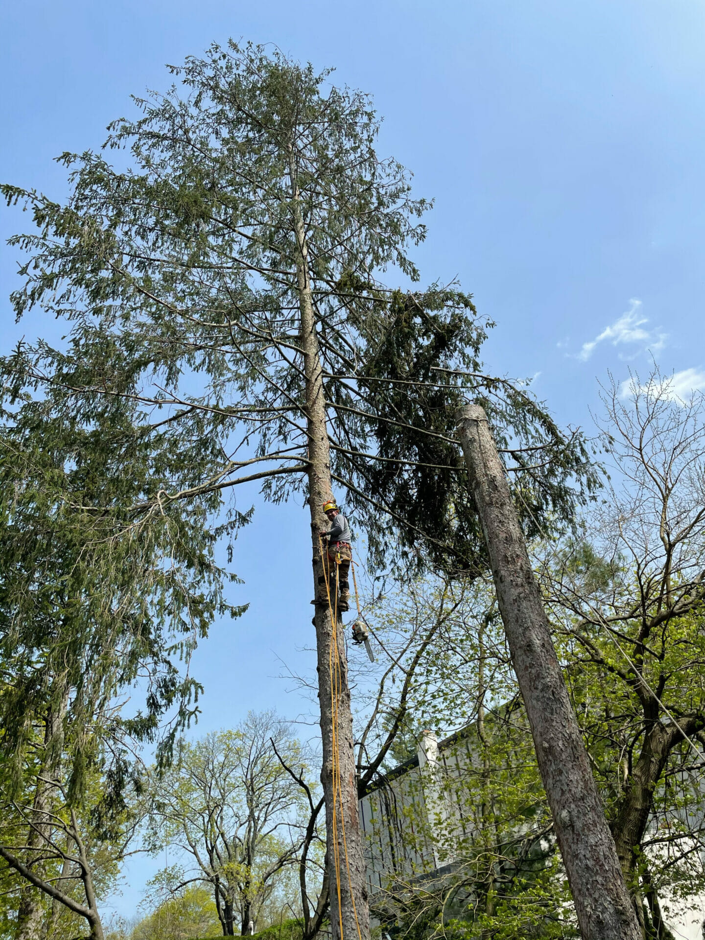 Worker climbing tree to trim off limbs