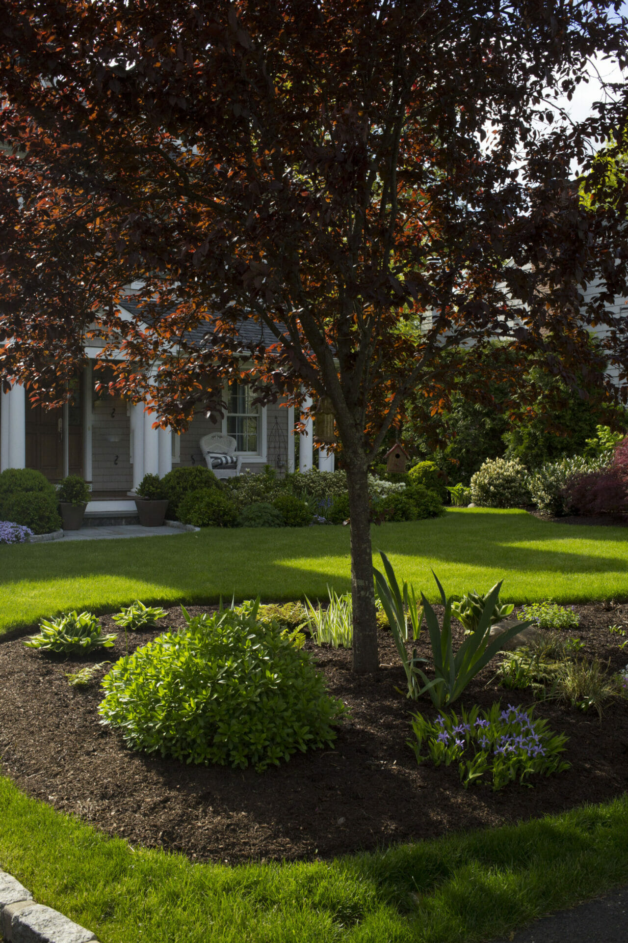 beautifully maintained lawn with mulched area