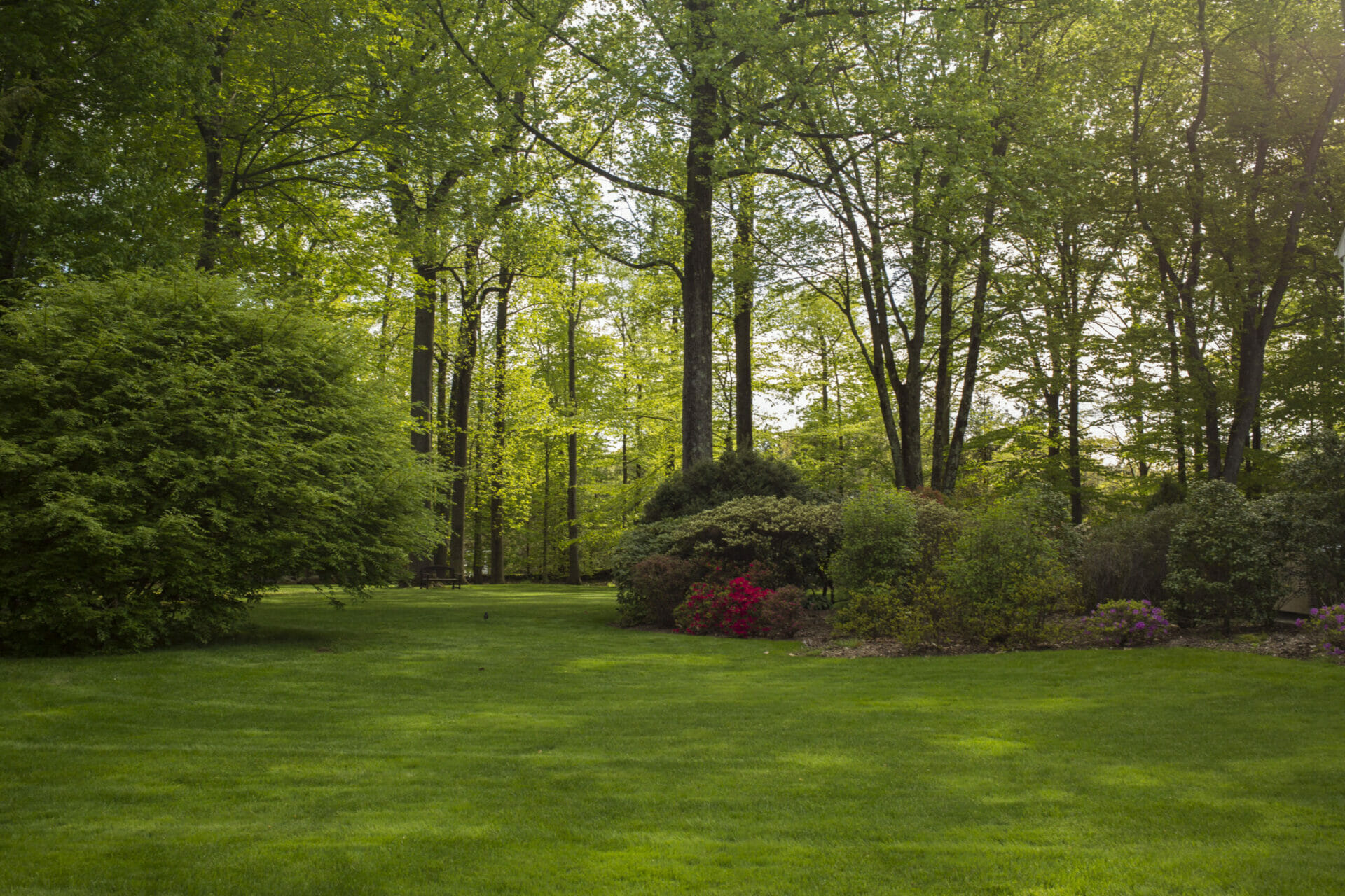 Beautiful lawn and shrubbery covered by trees