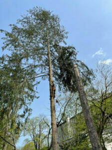 Tree removal in backyard in Belle Haven CT